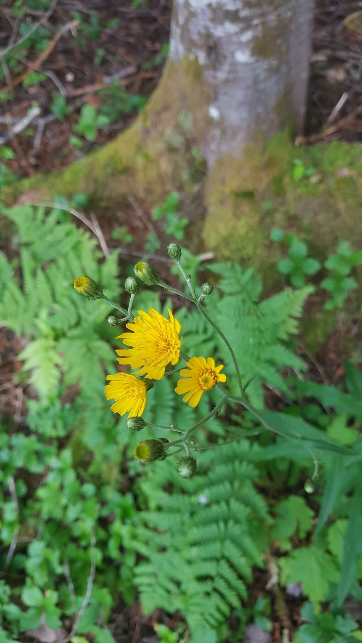 Image of threetooth hawkweed