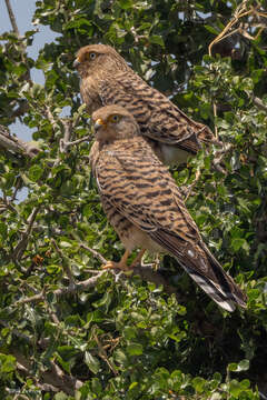 صورة Falco rupicoloides arthuri (Gurney Sr 1884)