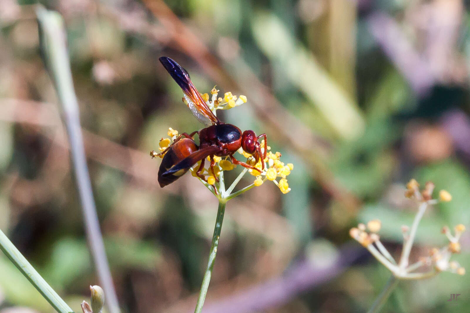 Image of Rhynchium oculatum oculatum