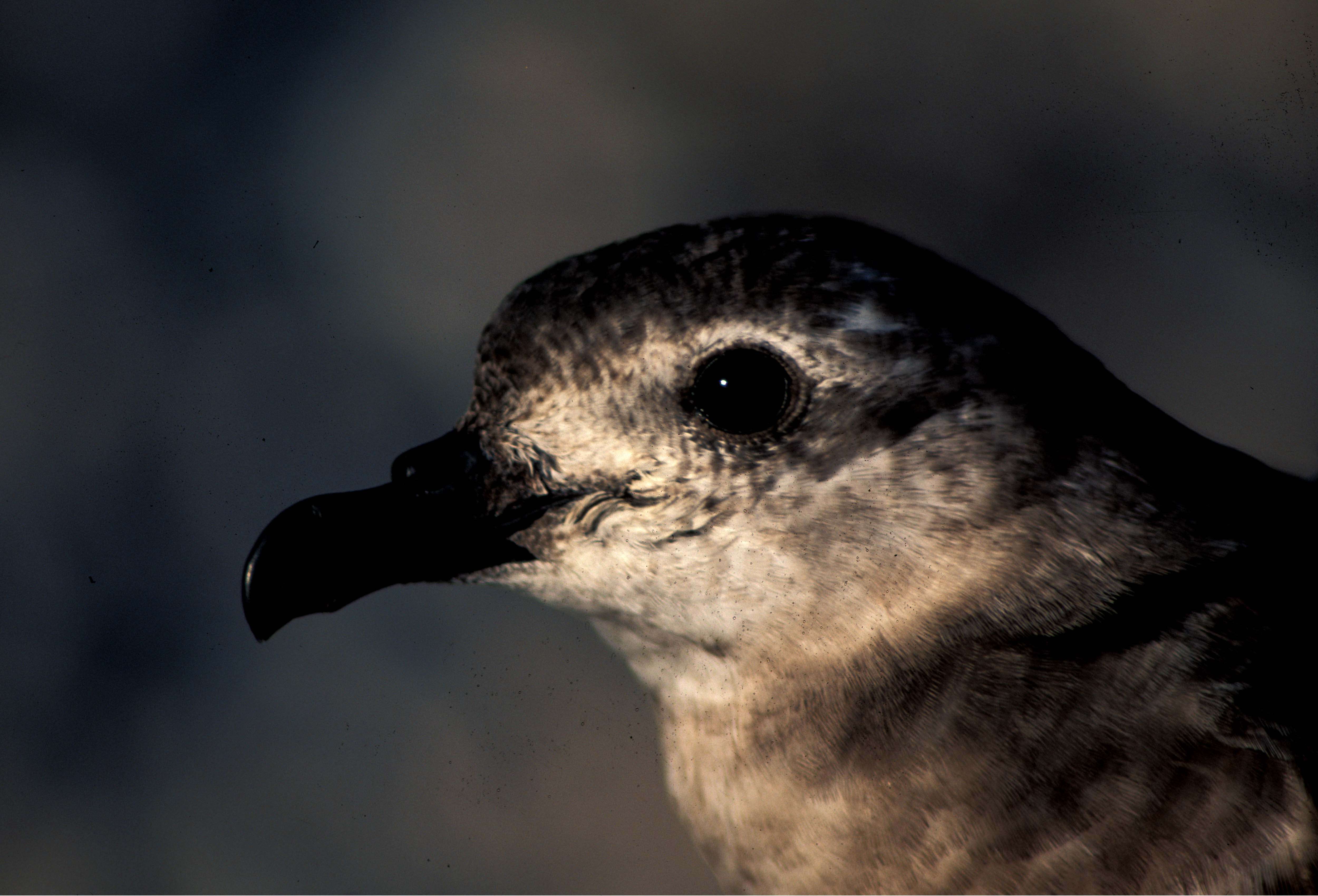 Image of Kermadec Petrel