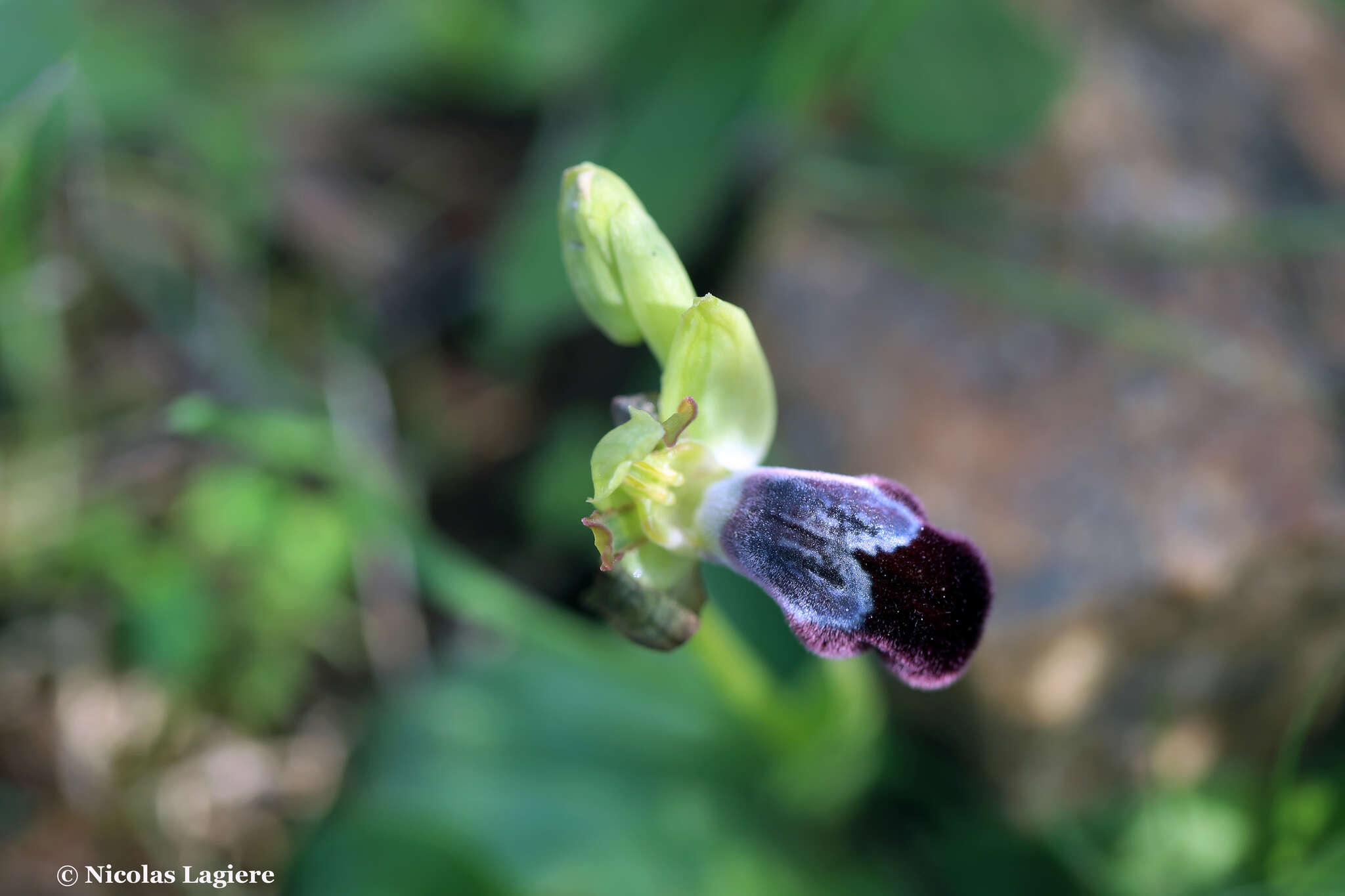 Image of Ophrys omegaifera var. basilissa (C. Alibertis, A. Alibertis & H. R. Reinhard) Faurh.