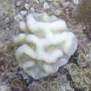 Image of Sinuous Cactus Coral