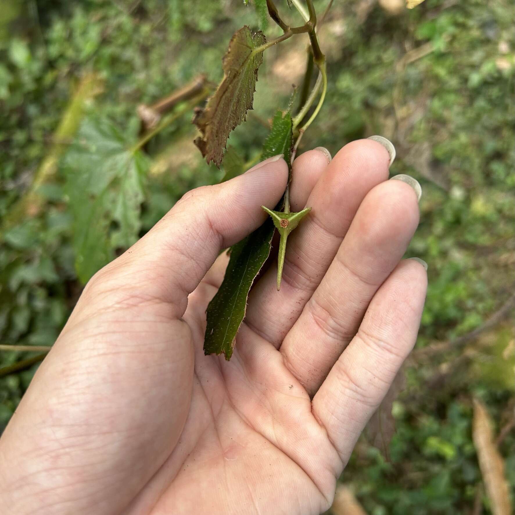 Image of Begonia buimontana Yamam.