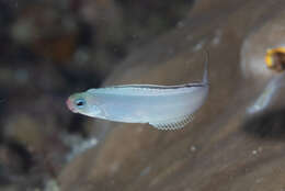 Image of Bicolor fangblenny