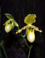 Image of Primrose Yellow Paphiopedilum