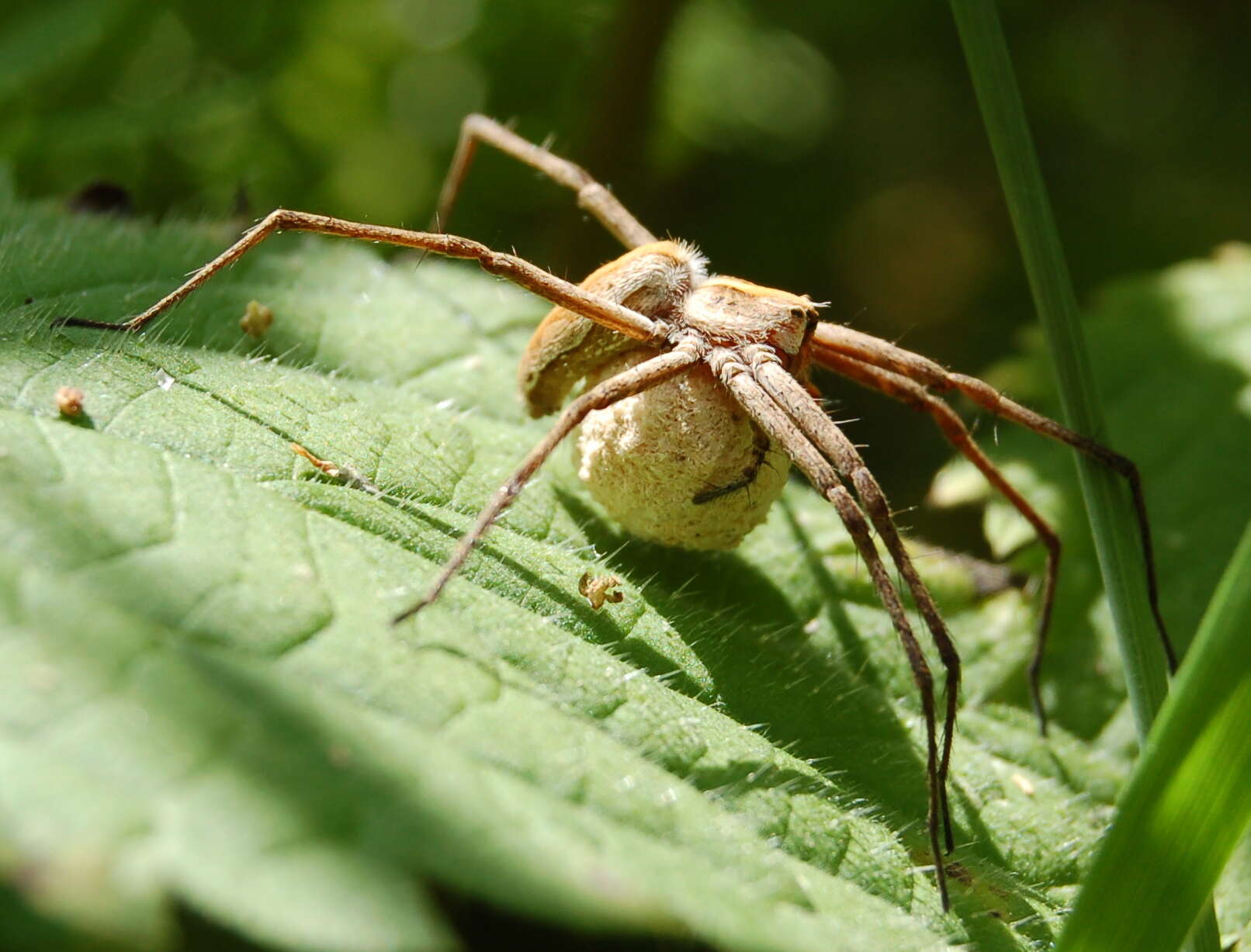 Image of Nursery-web spider