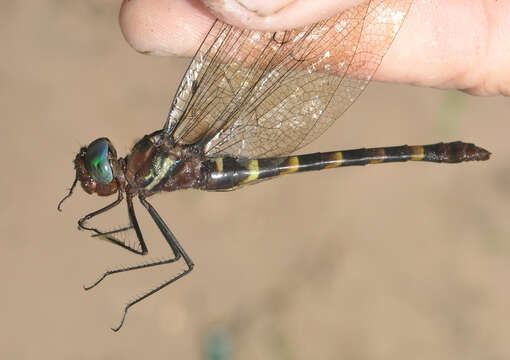 Image of Macromia cincta Rambur 1842