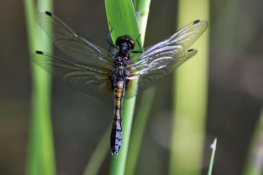 Image of Lilypad Whiteface