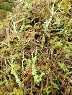 صورة Cladonia bellidiflora (Ach.) Schaer.