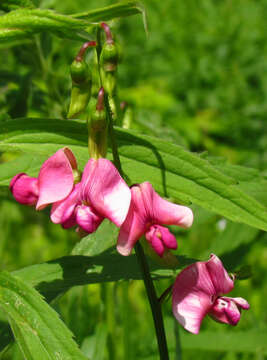 Image of tuberous pea