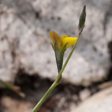 Image of Lebeckia wrightii (Harv.) Bolus