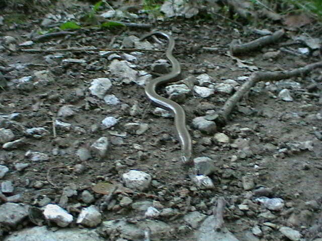 Image of Slow worm