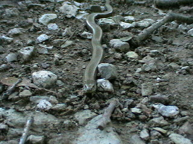 Image of Slow worm