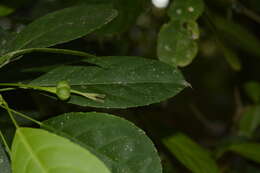 Image of <i>Cleidion spiciflorum</i>