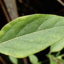 صورة Solanum chenopodioides Lamarck