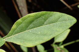 Image of Solanum chenopodioides Lamarck