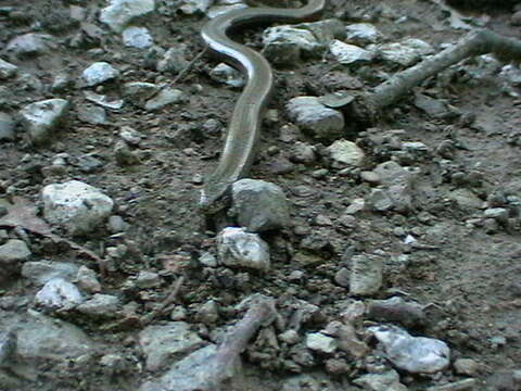 Image of Slow worm