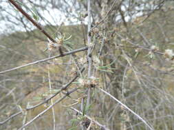 Image of Olearia virgata var. lineata Kirk