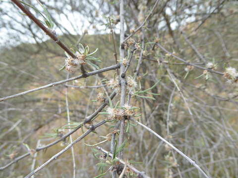 Olearia virgata var. lineata Kirk resmi