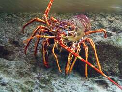 Image of Common Spiny Lobster