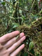 Image of Pleurothallis sobrina Luer & Hirtz