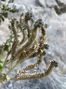 Image of Pinkava's phacelia