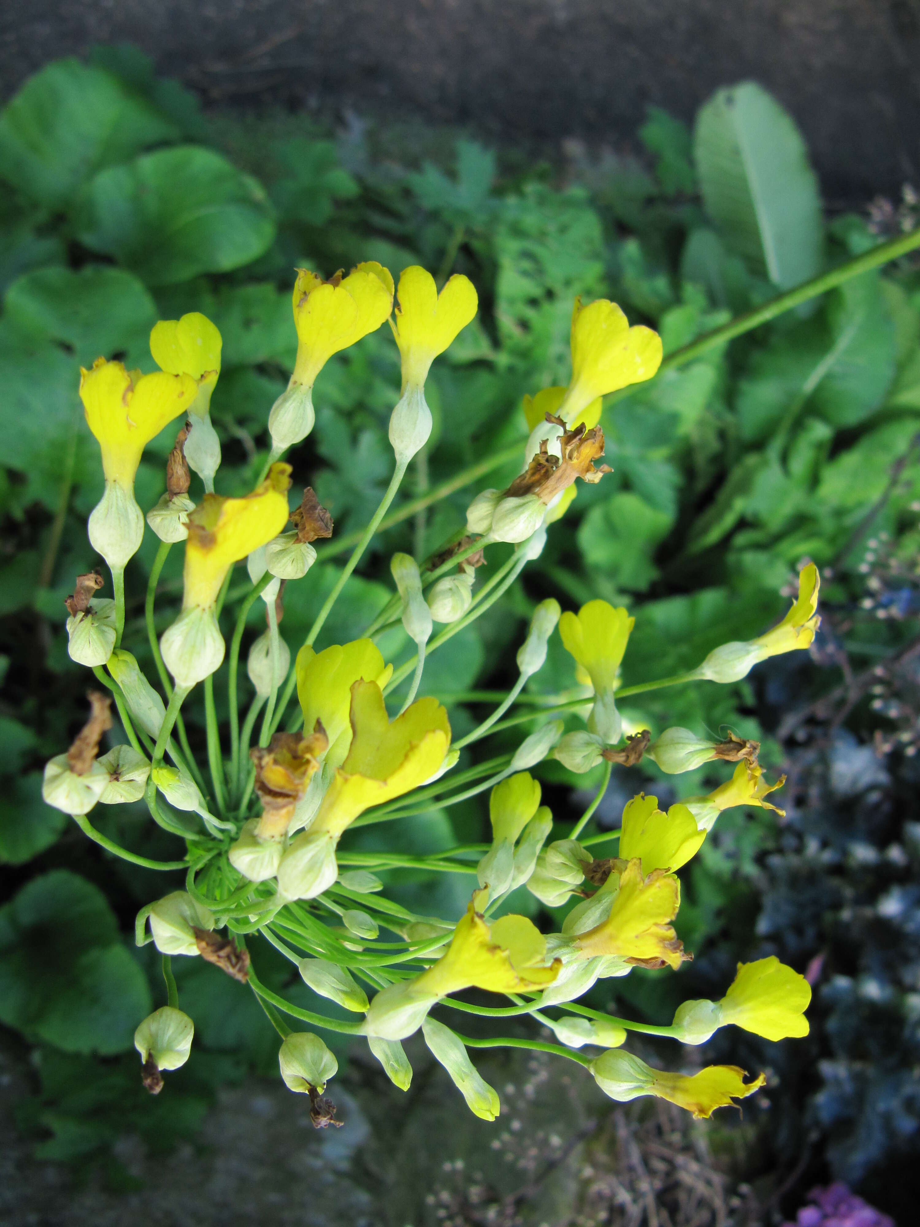 Image of Primula florindae Kingdon-Ward