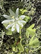 Image of Passiflora palmeri J. N. Rose