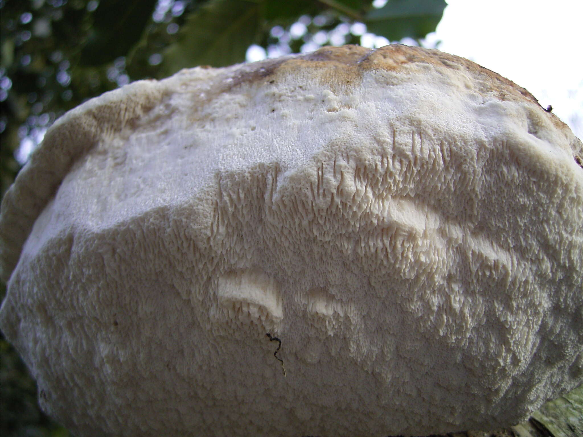 Image of birch polypore