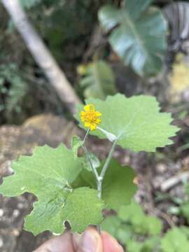 Image of Cineraria albicans N. E. Br.