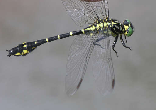 Image of Stylurus annulatus (Djakonov 1926)