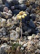 Image of Heliopsis anomala (M. E. Jones) B. L. Turner