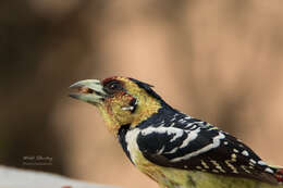 Image of Crested Barbet