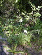 Image of Hibiscus meraukensis Hochr.