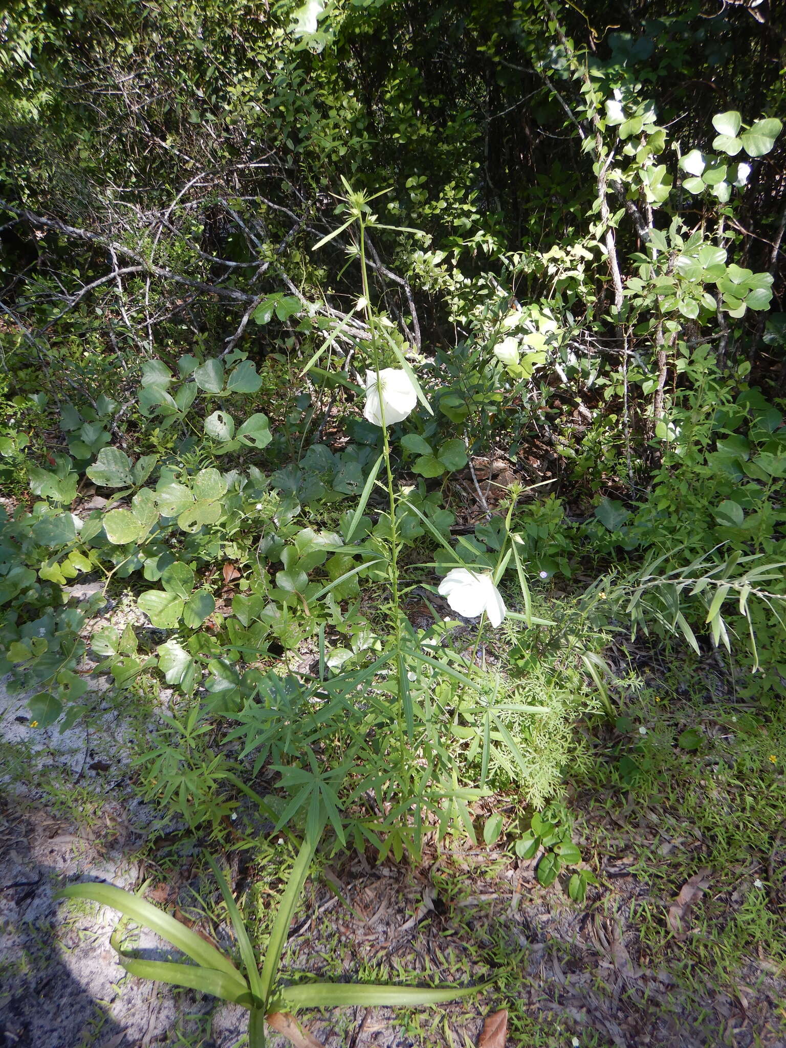 Image of Hibiscus meraukensis Hochr.