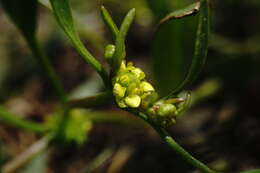 Imagem de Ranunculus lateriflorus DC.