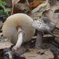 Слика од Lepiota felina (Pers.) P. Karst. 1879