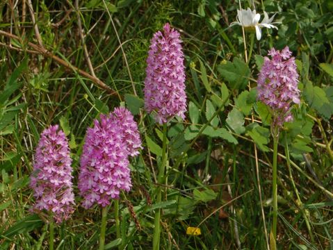 Image of Pyramidal orchid