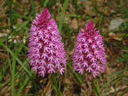 صورة Anacamptis pyramidalis (L.) Rich.