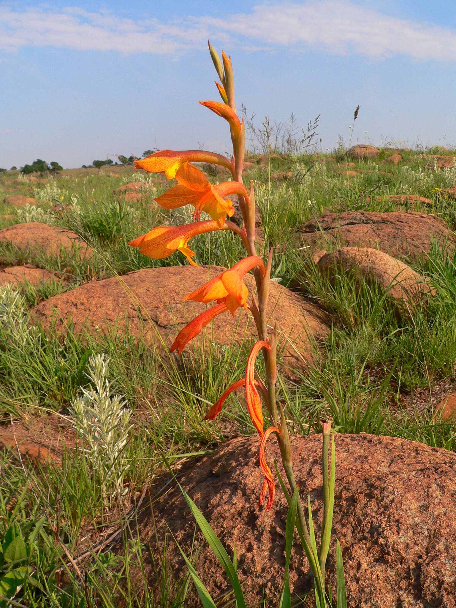 Imagem de Gladiolus aurantiacus Klatt