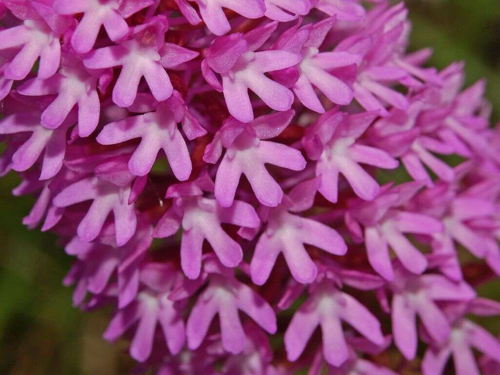 Image of Pyramidal orchid