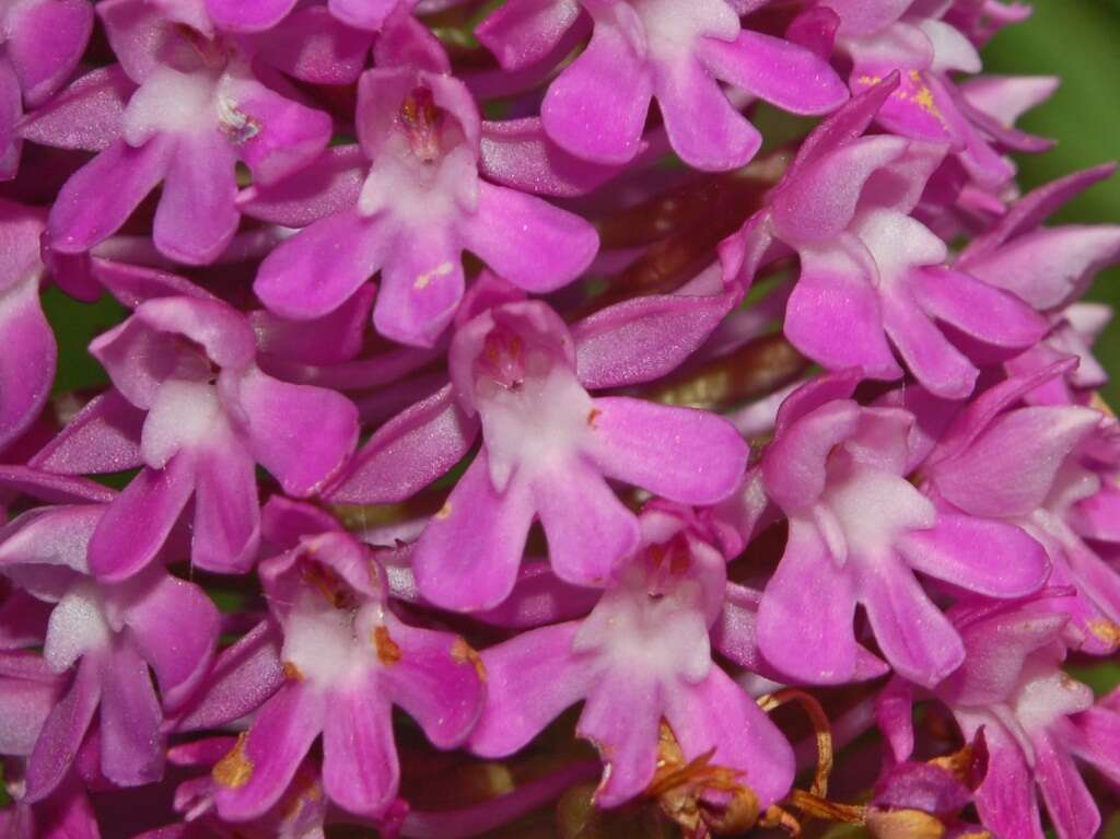 صورة Anacamptis pyramidalis (L.) Rich.