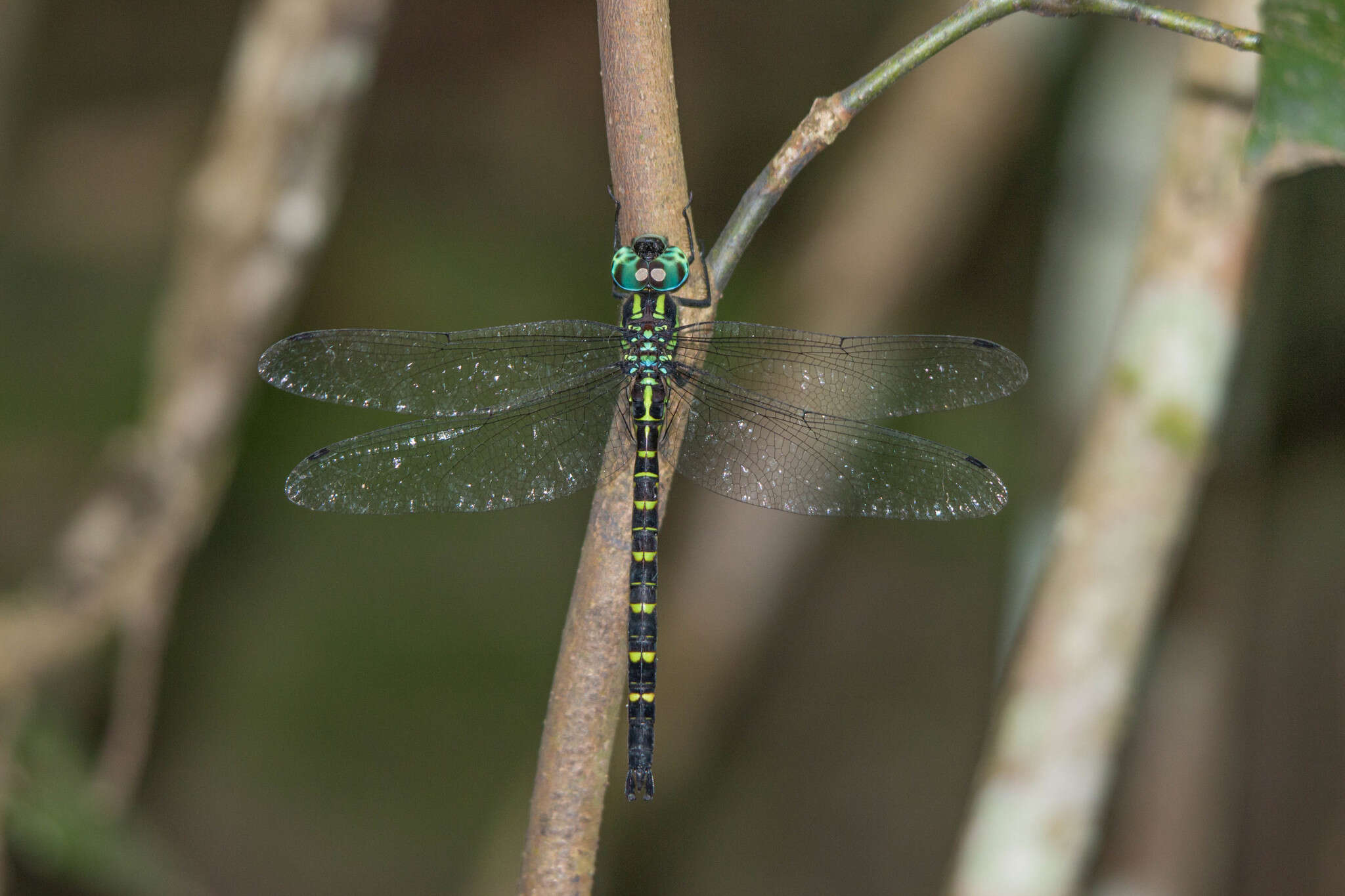 Image of Polycanthagyna ornithocephala (McLachlan 1896)