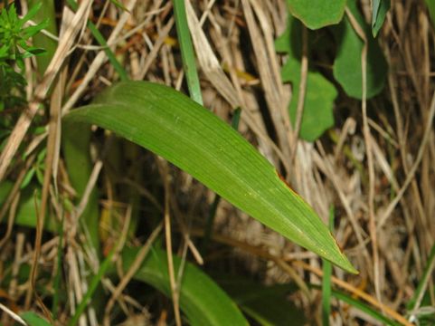 Image of Pyramidal orchid