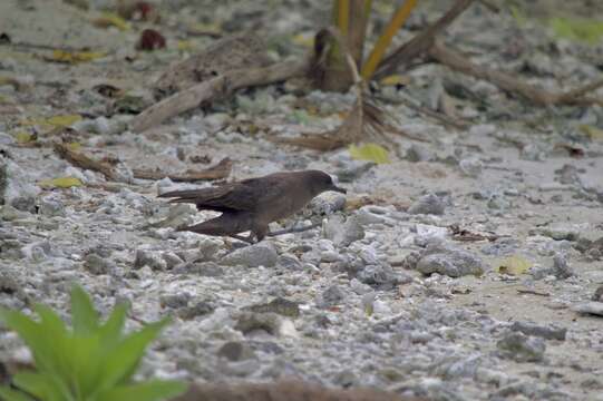 Image of Christmas Shearwater