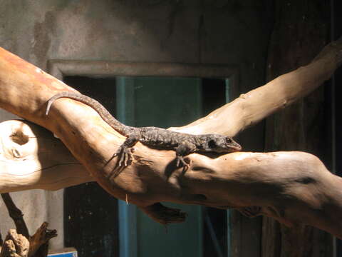 Image of Duvaucel's gecko