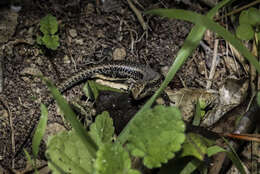 Image of Northern Spotted Skink