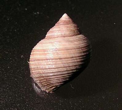 Image of black-lined periwinkle