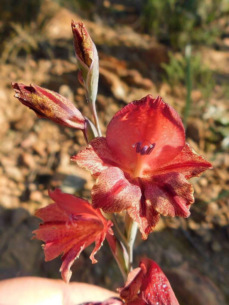 Image of Gladiolus guthriei F. Bolus