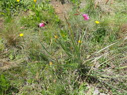 صورة Dierama cooperi N. E. Br.